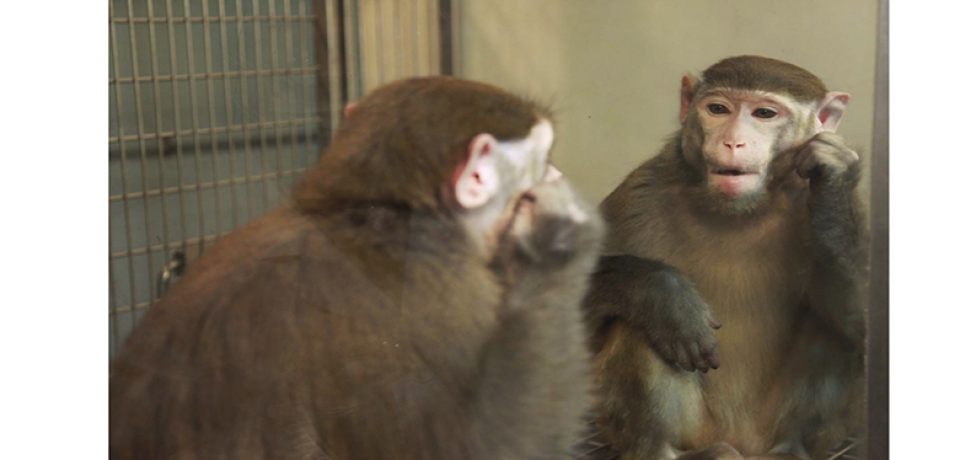 آیا میمون ها توانایی صحبت کردن دارند؟ پژوهش های تازه در این خصوص چه می گوید؟