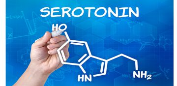 سروتونین در سوخت و ساز چربی نقش دارد