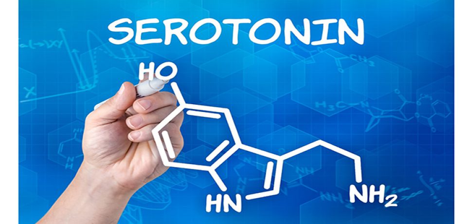 سروتونین در سوخت و ساز چربی نقش دارد