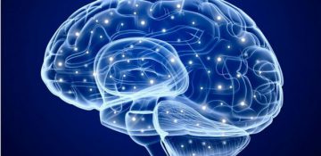 نقش مهم بخش غیرمنتظره‌ای از مغز در یادگیری و حافظه