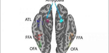 تشخیص چهره با کمک اتصالات گسترده مغزی صورت می‌گیرد