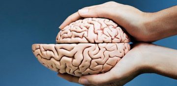 مغز انسان در روند تکامل کوچک می شود یا بزرگ؟
